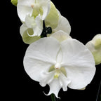 Phalaenopsis Charming Crystal Water grande lèvre