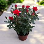 Rosa Orange  - trandafiri pitici portocalii