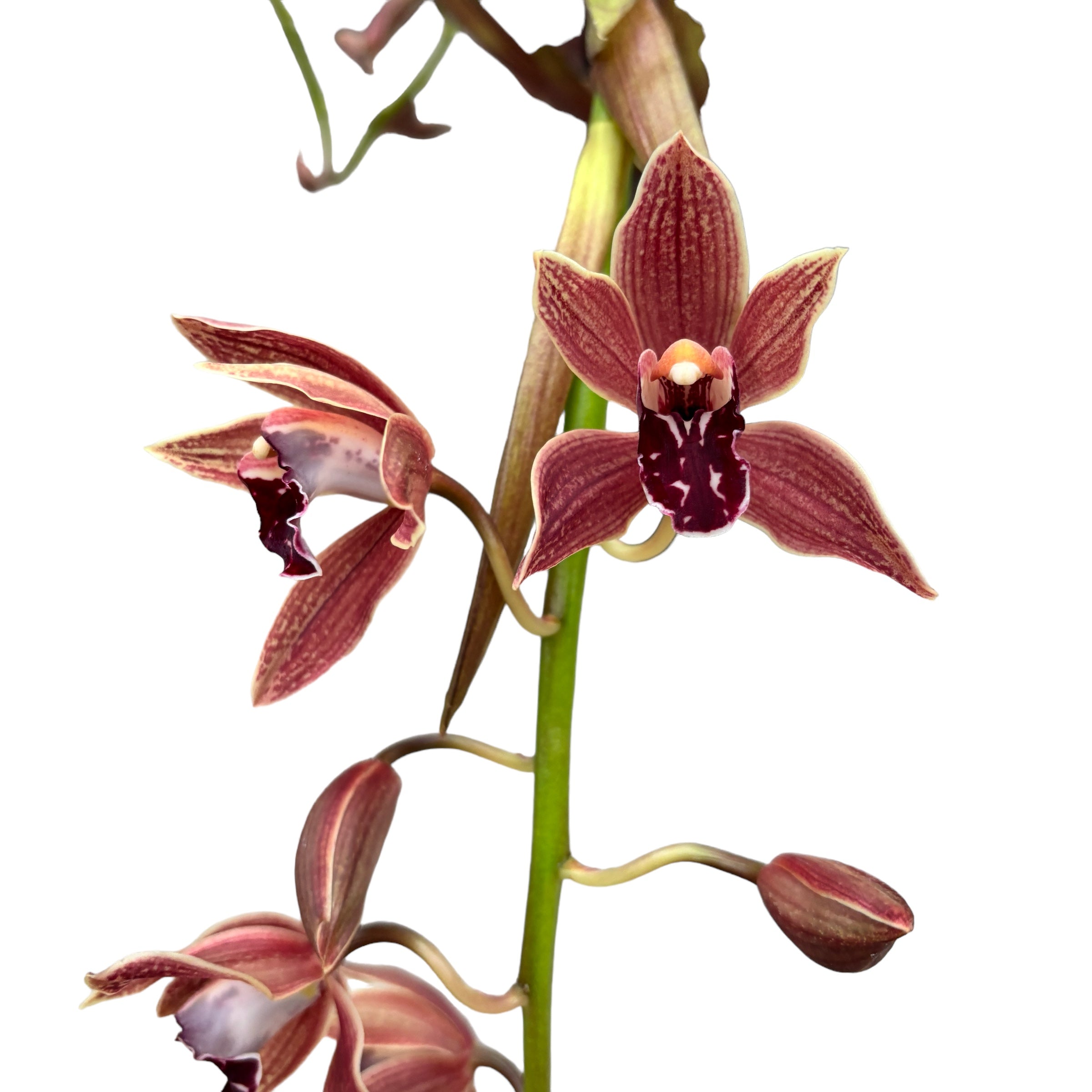 Cymbidium Zsip (curgator)
