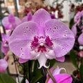 Phalaenopsis 'Limited' big lip