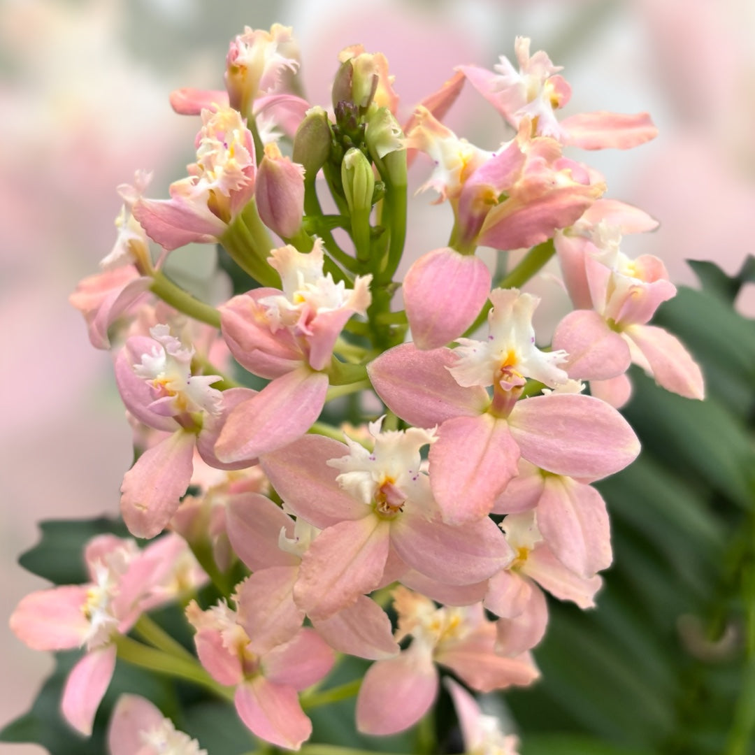 Epidendrum radicans ‘Saumon’ - spécimens développés