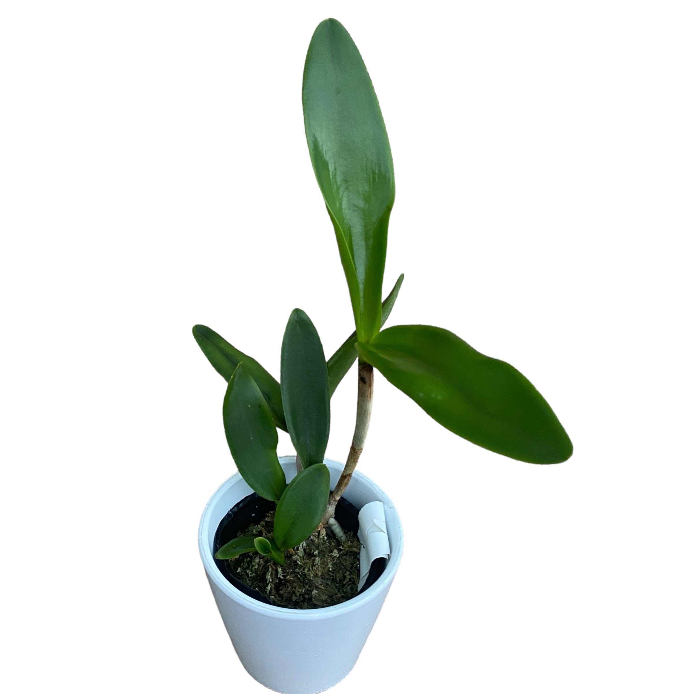 Cattleya Monte Elegante - parfumata