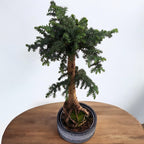 Bonsai Araucaria Cunninghamii dekoratív cserépben