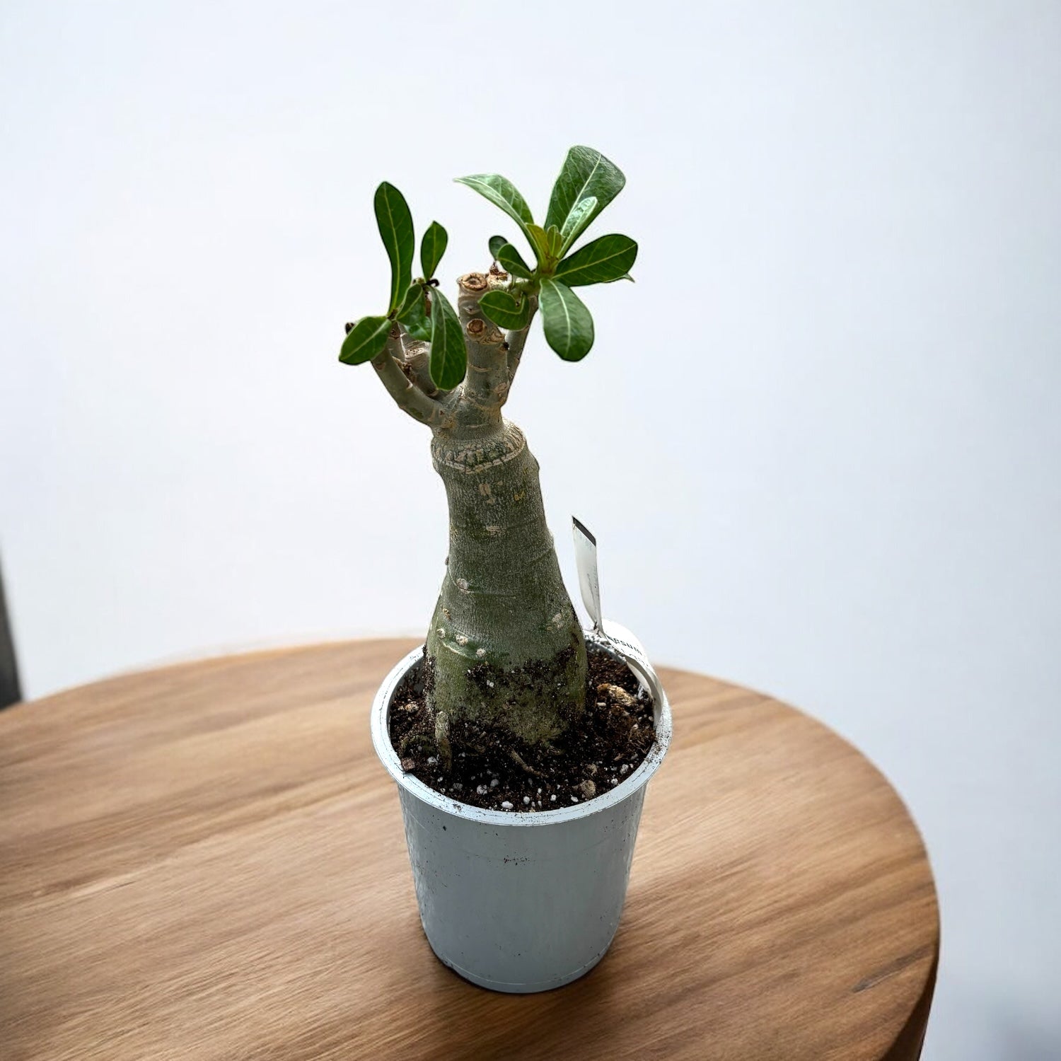 Adenium obesum 'Anka'