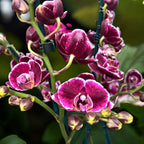 Phalaenopsis Miki Brownie