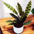 Calathea Lancifolia Insigne (Calathea Serpent à sonnettes)