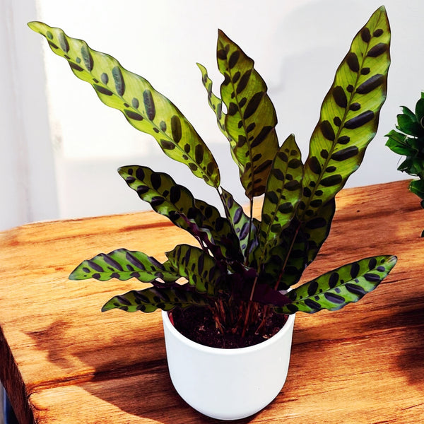 Calathea Lancifolia Insigne (Calathea Rattlesnake)