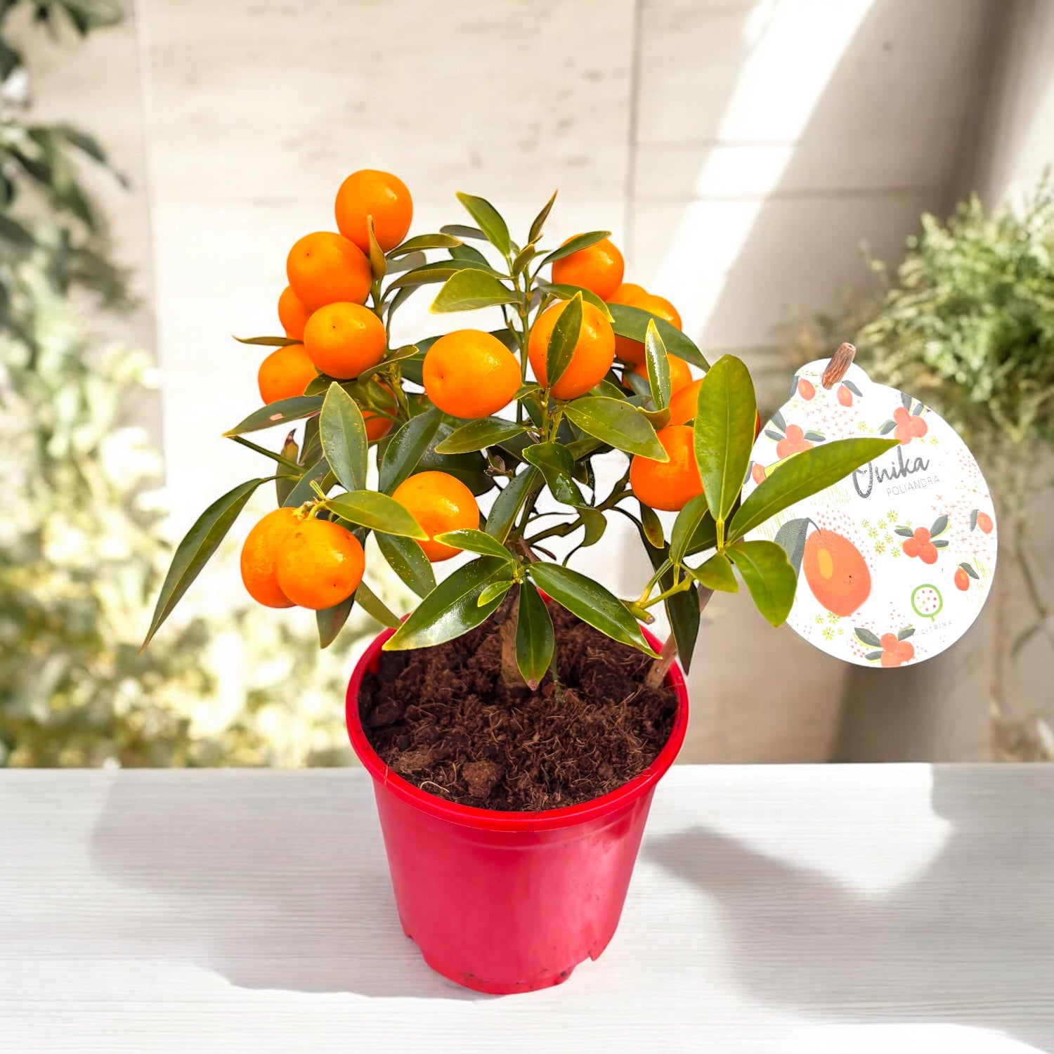 Citrus Kumquat Onika - fructe comestibile (Citrina)