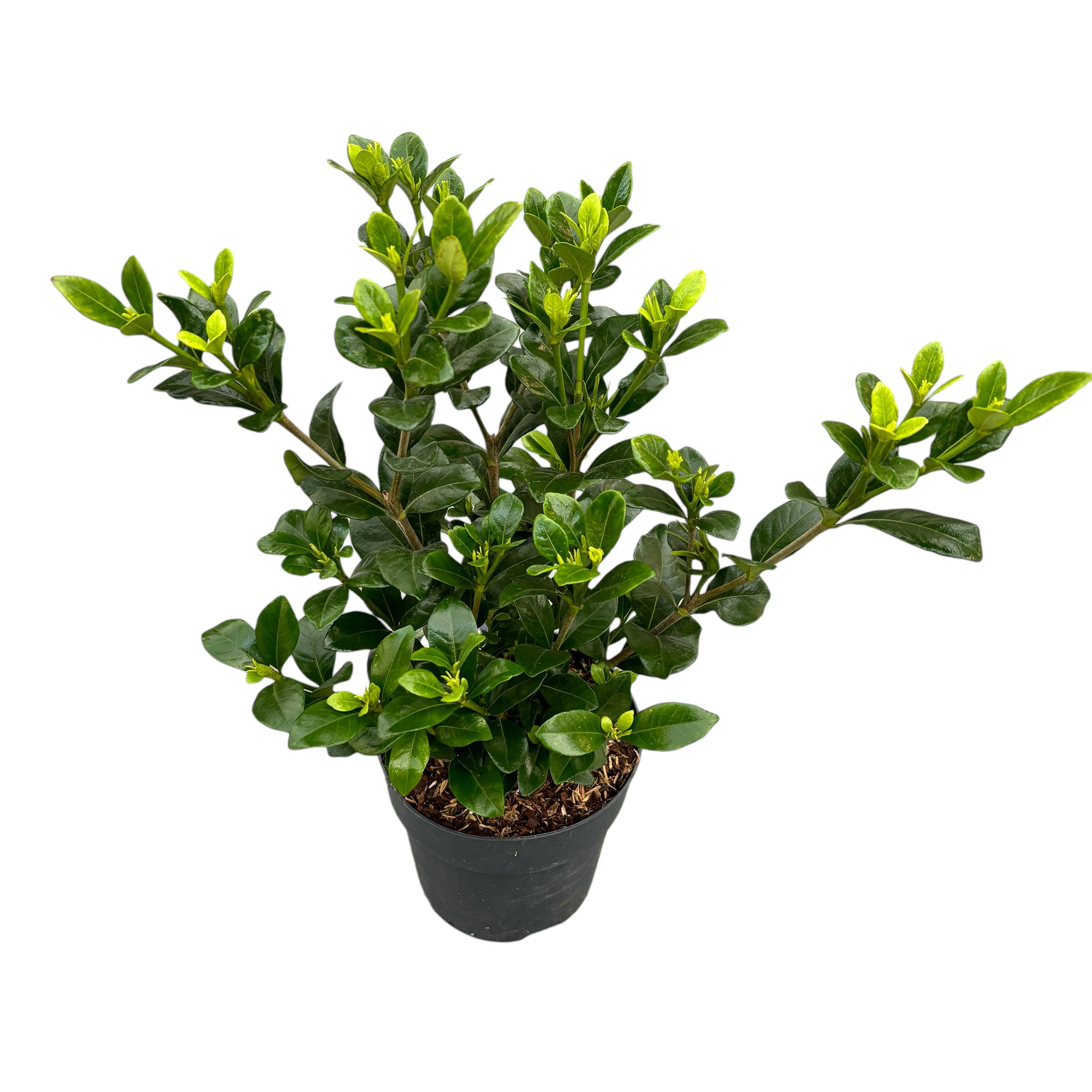 Gardenia jasminoides 'Kleim's Hardy' (kertben is ellenálló)