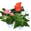 Anthurium mix (floarea flamingo)