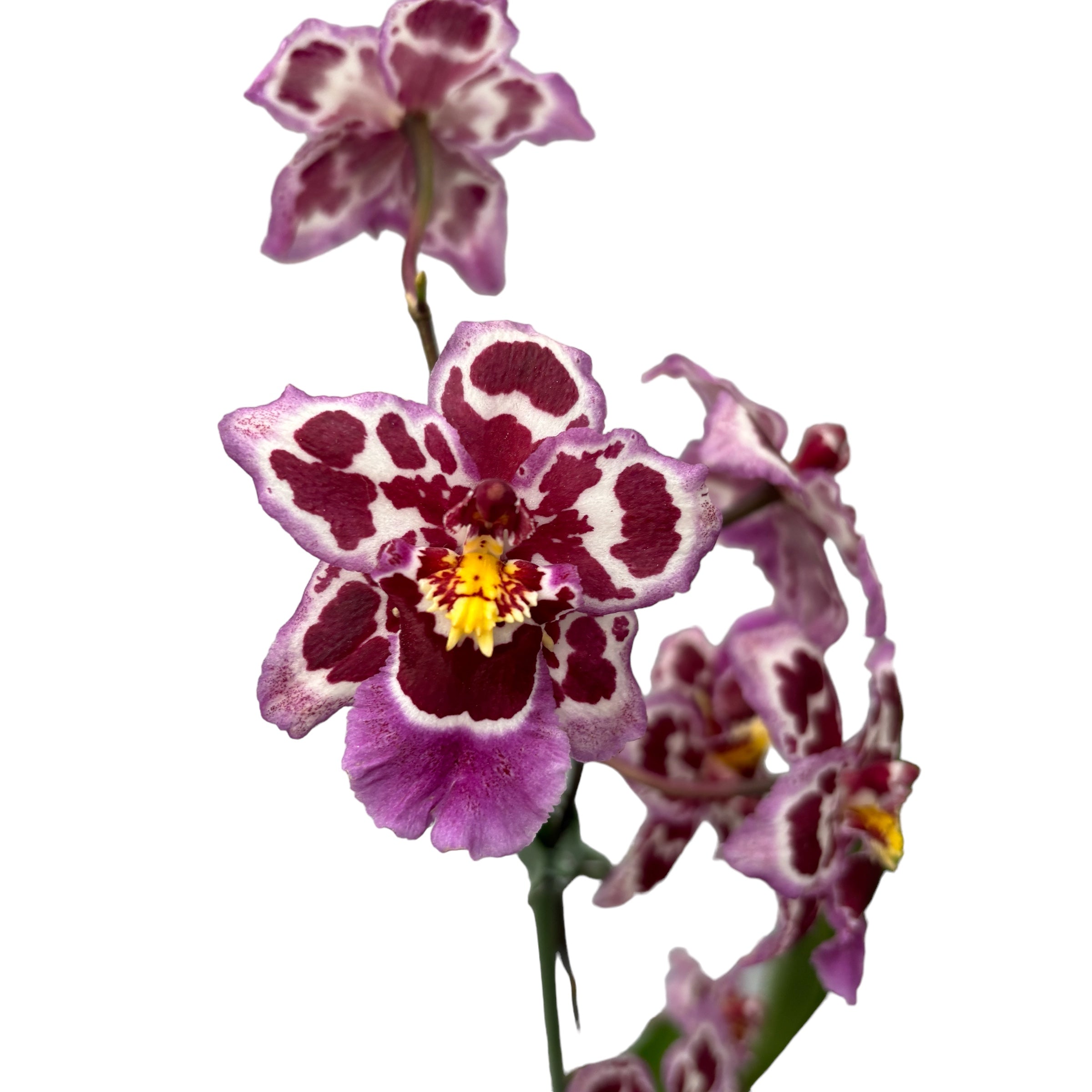 Odontoglossum Roy Witwer fragrant