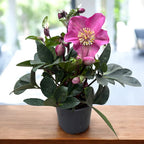 Helleborus Red Princess (spanz de iarna) - flori XL