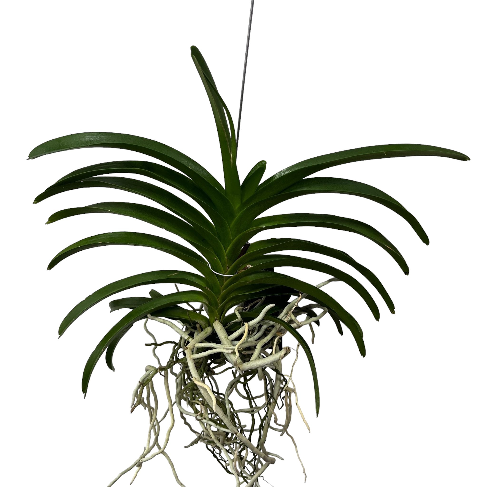 Vanda NITAYA Crystal Pink (Ansu)