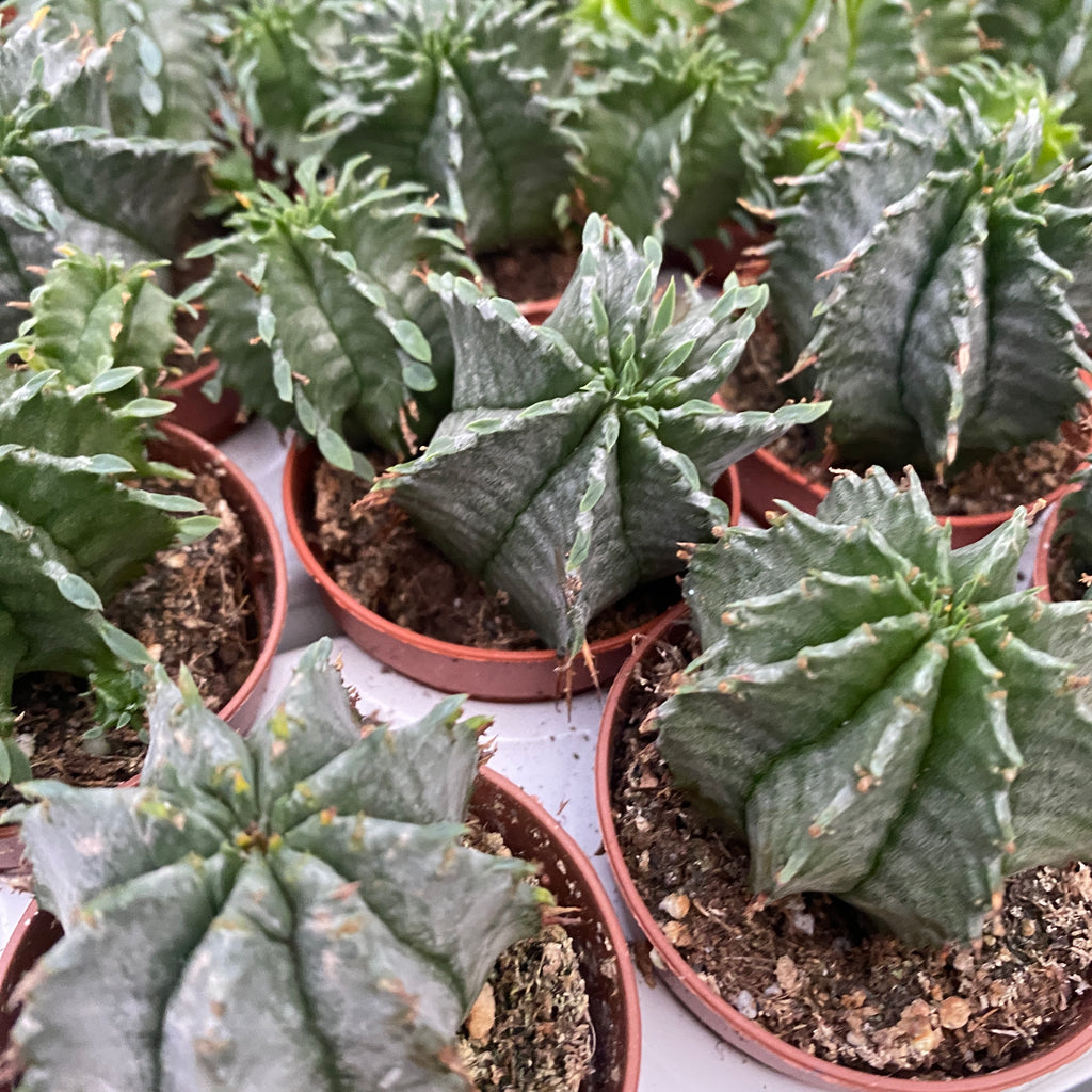 Euphorbia horrida v. striata alba