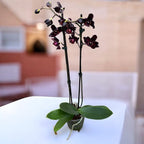 Phalaenopsis Black Jack