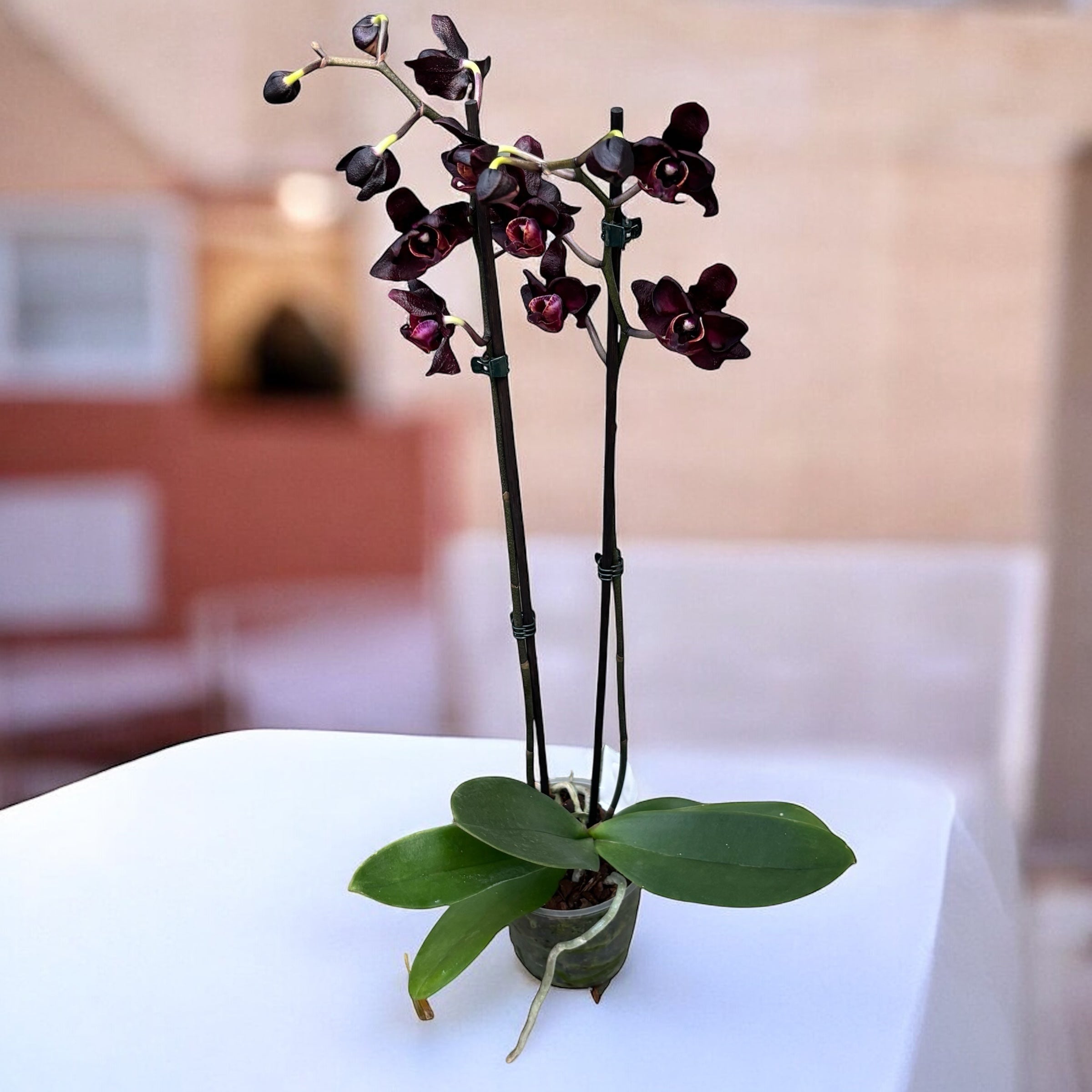 Phalaenopsis Black Jack