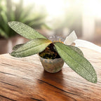 Phalaenopsis Cellinde (lindenii × celebensis)