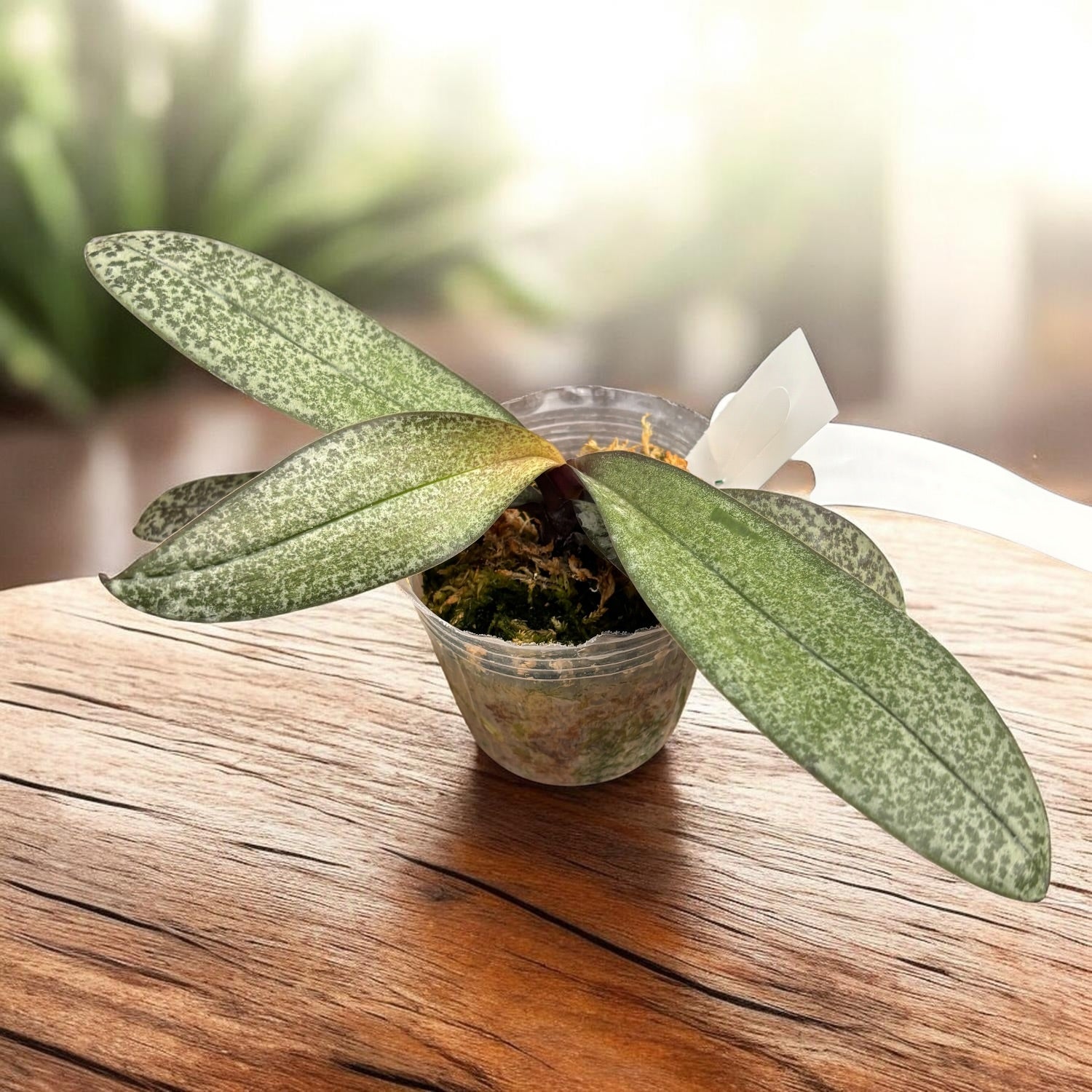 Phalaenopsis Cellinde (lindenii × celebensis)
