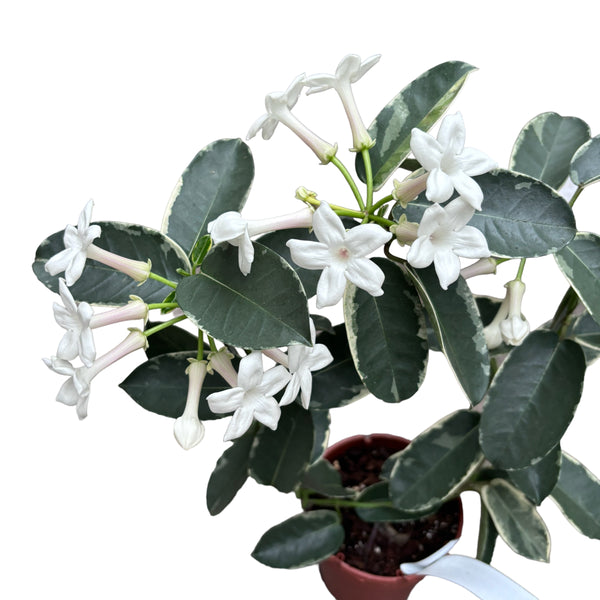 Stephanotis floribunda 'Alpine' (variegated) - Madagascar jasmine (scented)