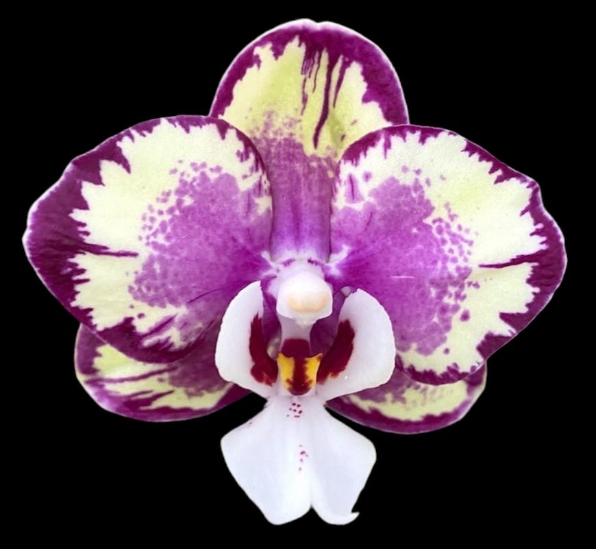 Phalaenopsis Kaoda Twinkle '1442'