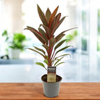 Cordyline ‘Rumba’ – cordilina tropicala cu frunze colorate, simbol al norocului