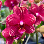 Phalaenopsis Reyoung Miley - flori parfumate