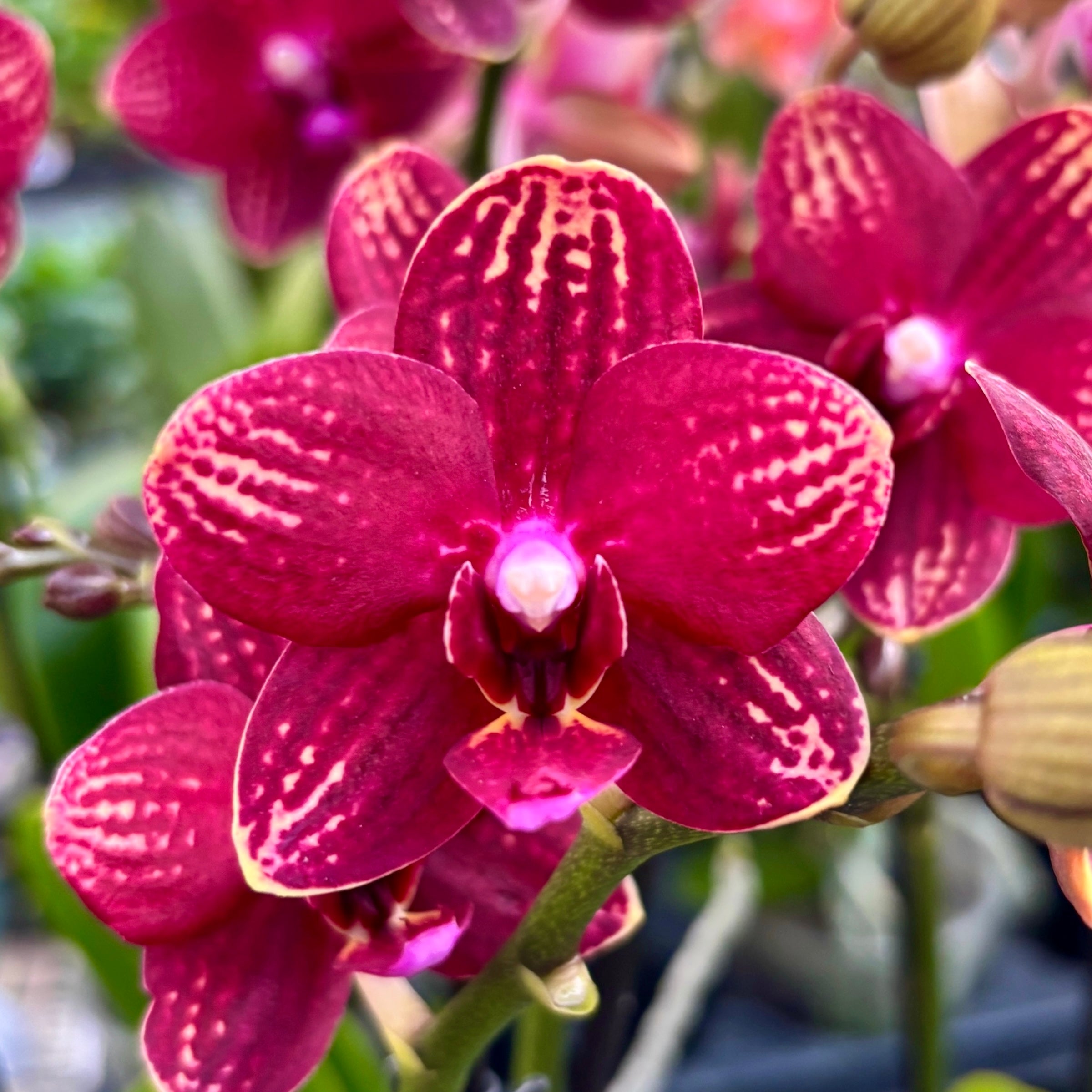 Phalaenopsis Reyoung Miley - flori parfumate