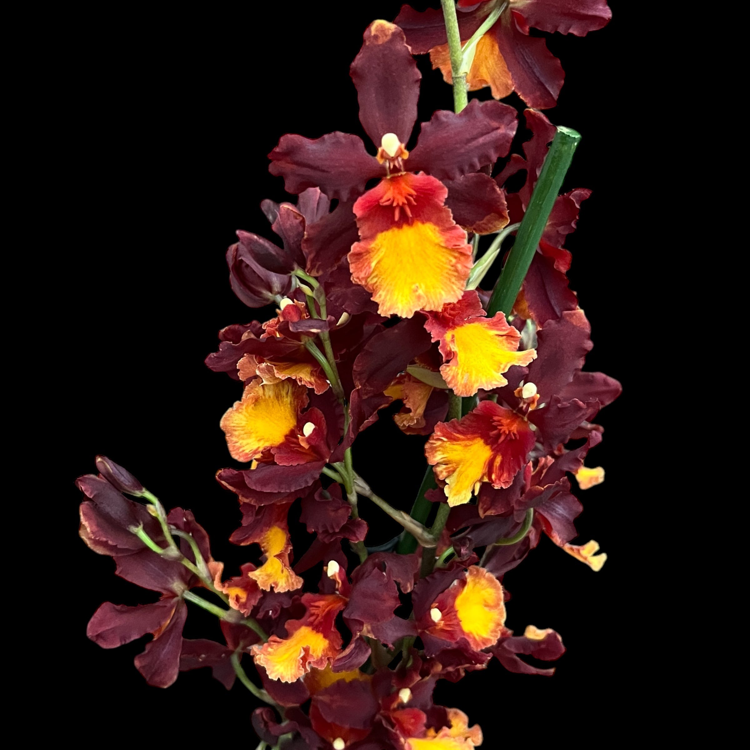 Wilsonara Aloha Sparks 'Ruby Eyes'