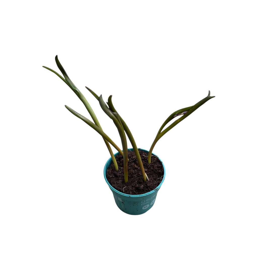 Chionodoxa forbesii 'Roze'