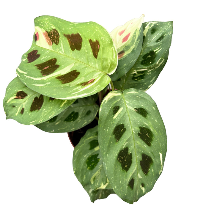 Maranta Leuconeura var. kerchoveana 'Variegata' (Maranta ‘Beauty Kim’)