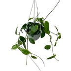 Hoya diptera (fleurs parfumées) D15 - spécimens développés