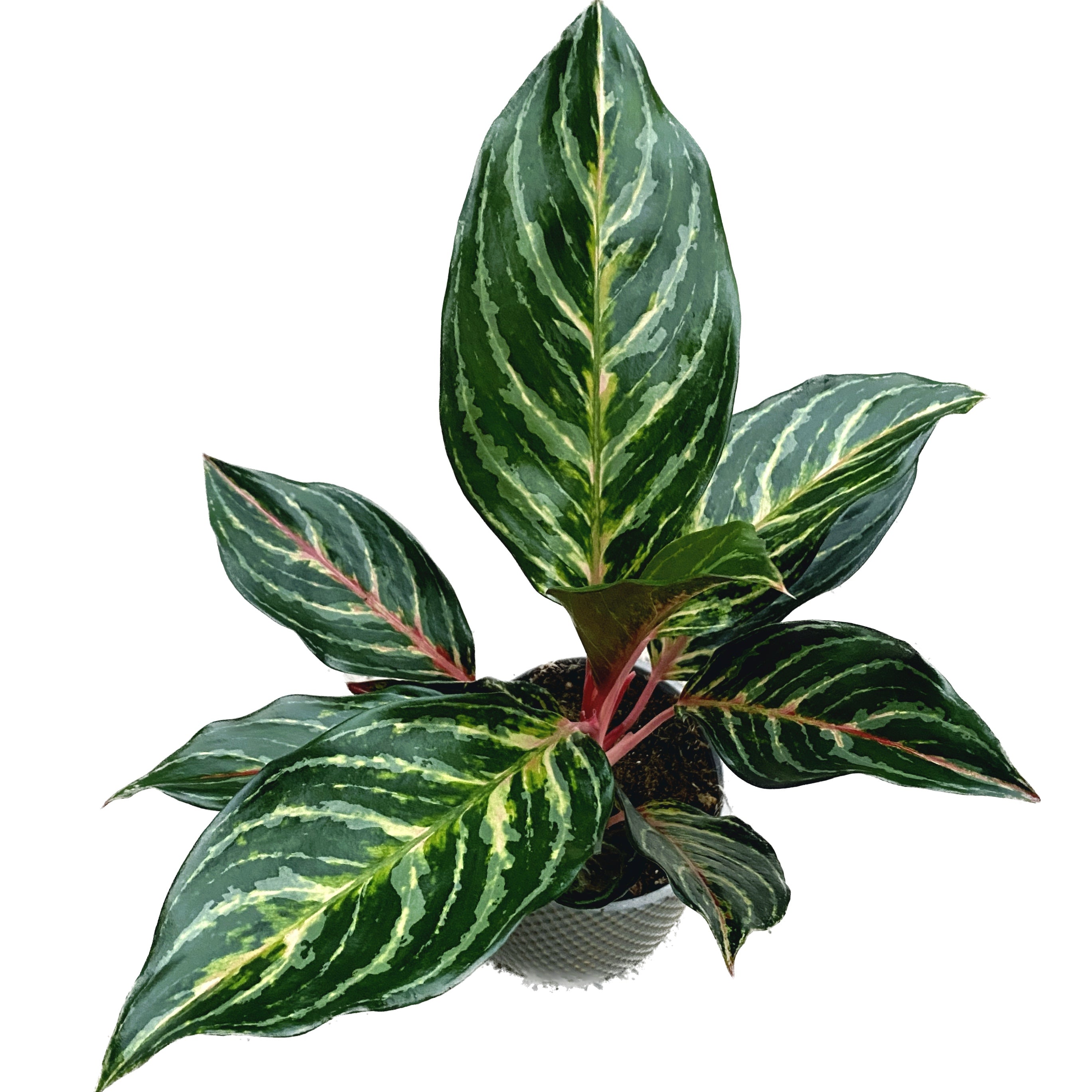 Aglaonema 'Dreamcatcher’