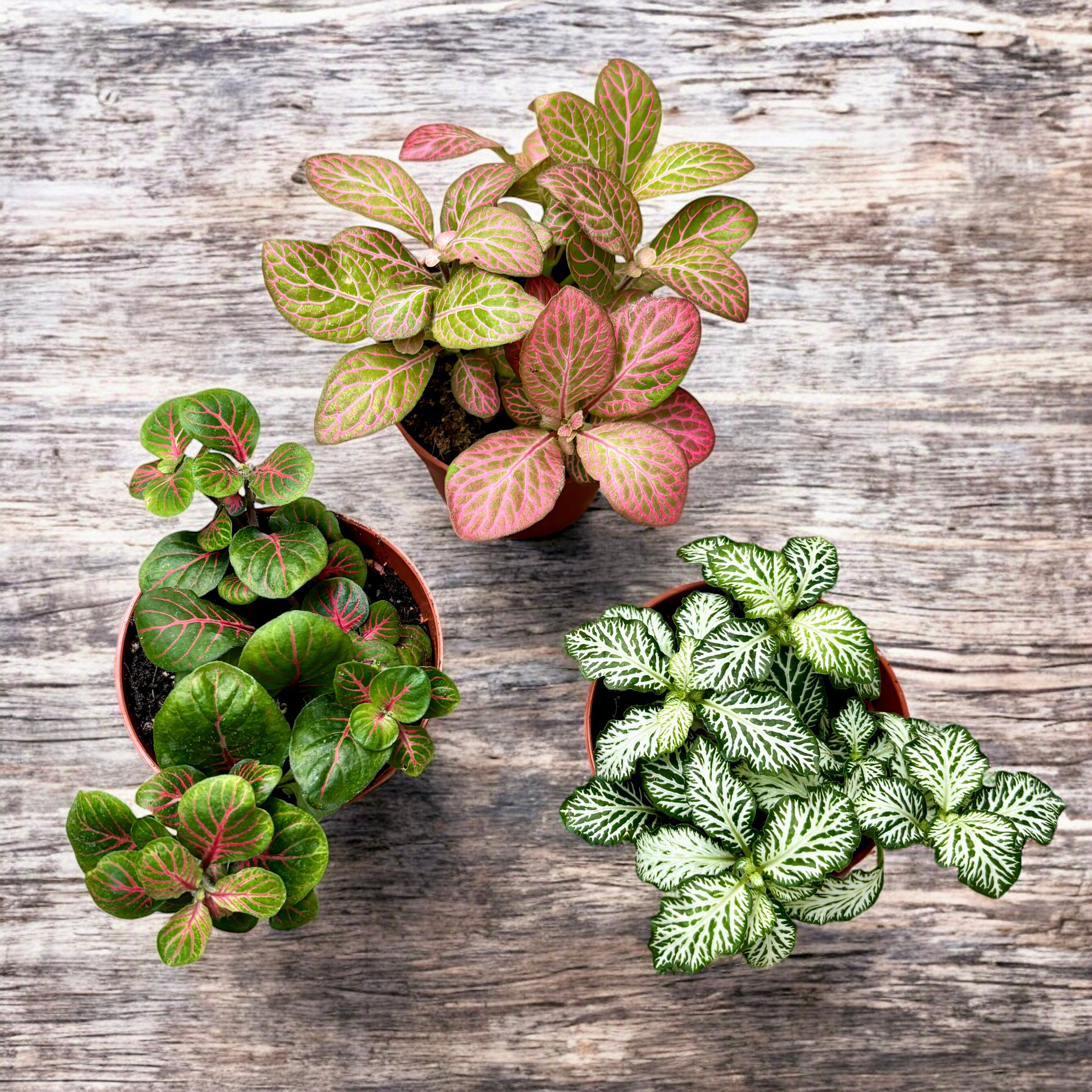 Fittonia (planta mozaic) - set 3 buc diferite