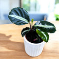Calathea Undulata - babyplant