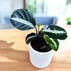 Calathea Undulata - babyplant