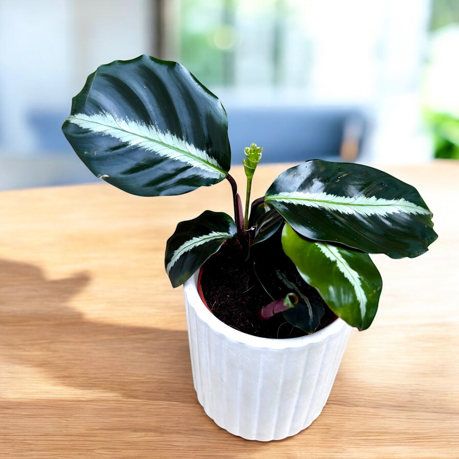 Calathea Undulata - babyplant