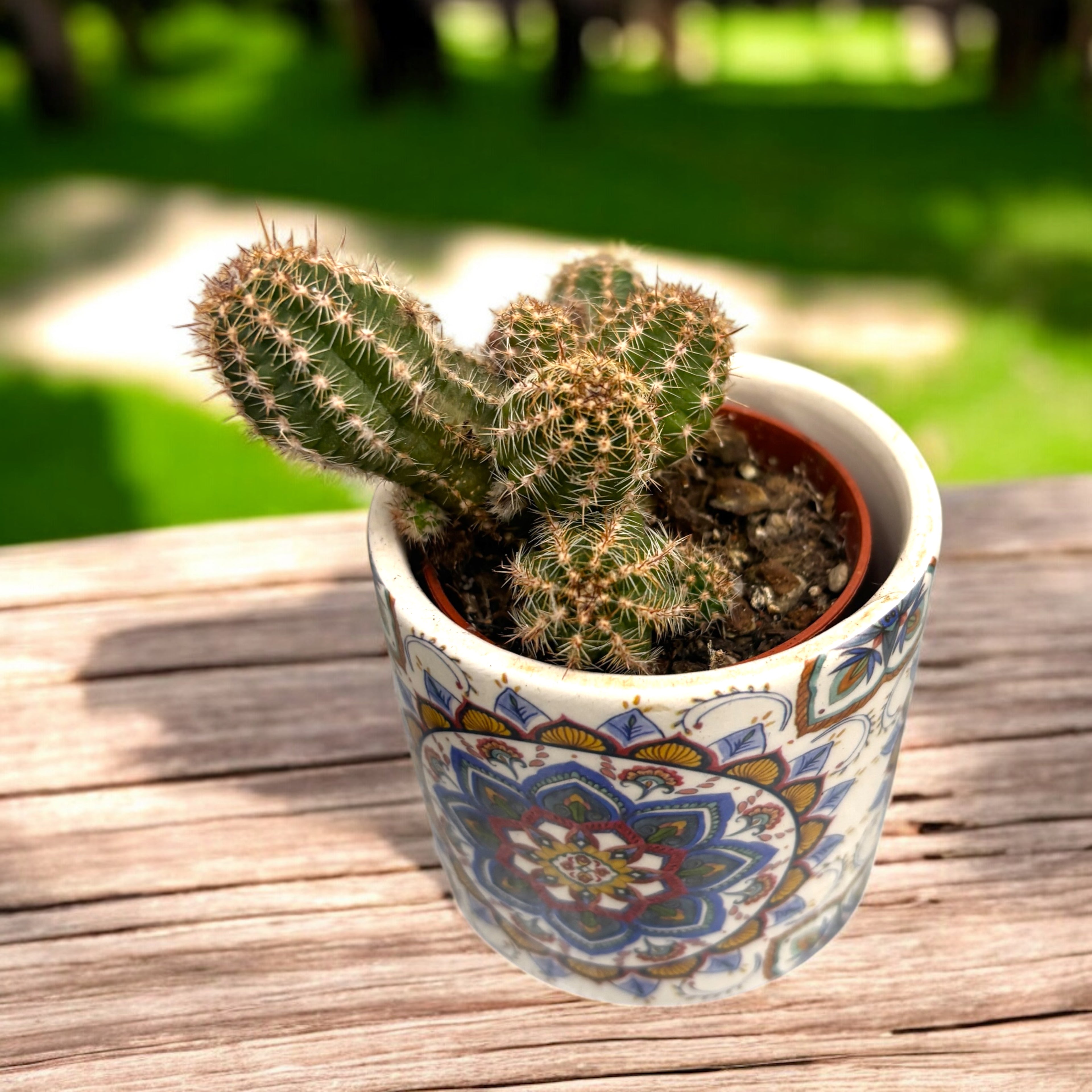 Chamaecereus silvestrii hybrid ‘Ubink Cerise'