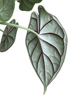 Alocasia baginda 'Dragon Scale' bush