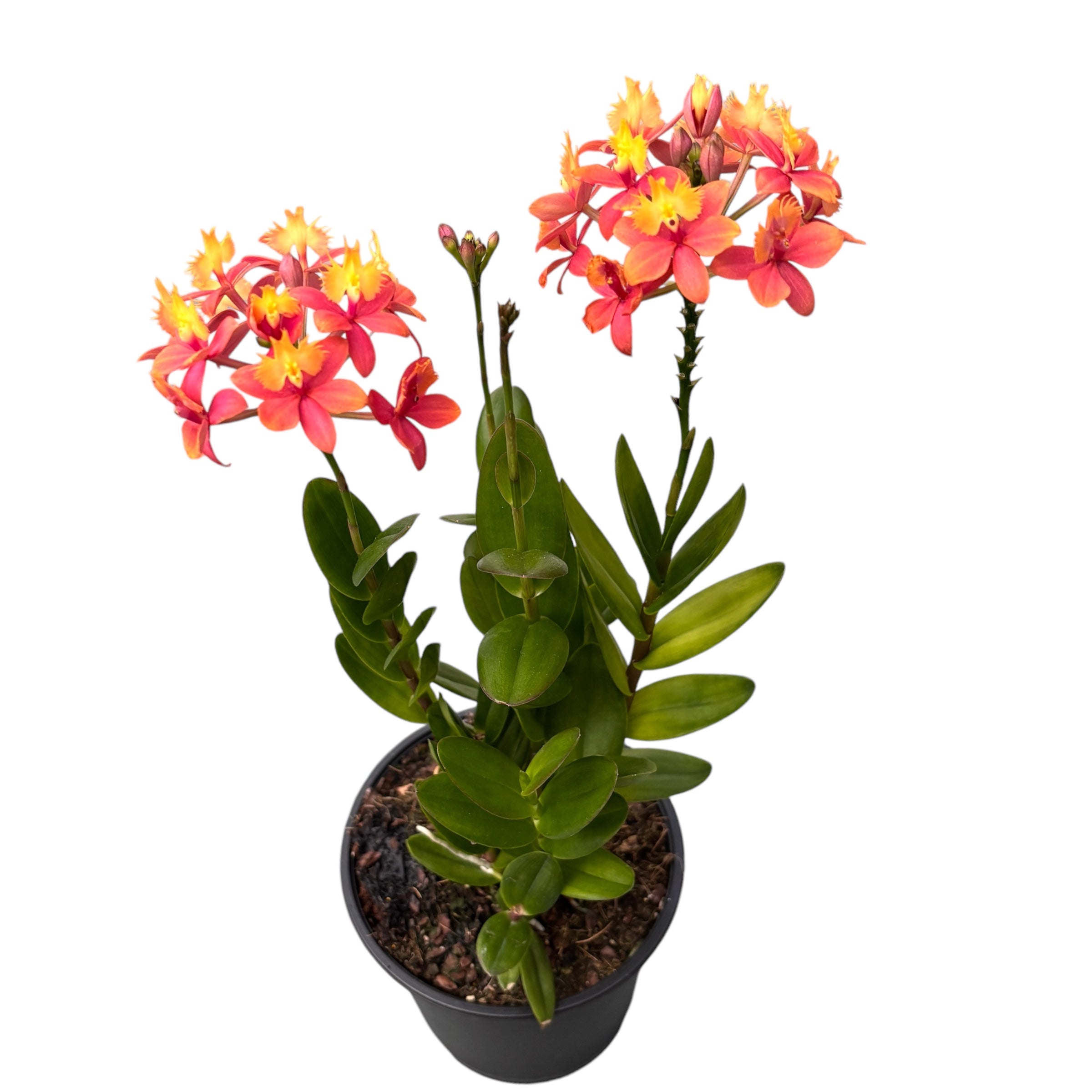 Epidendrum radicans ‘Coral -Yellow’ - exemplare XL