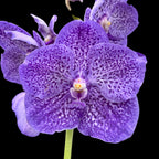 Vanda Sunanda Lavender Sprinkles (Ansu)