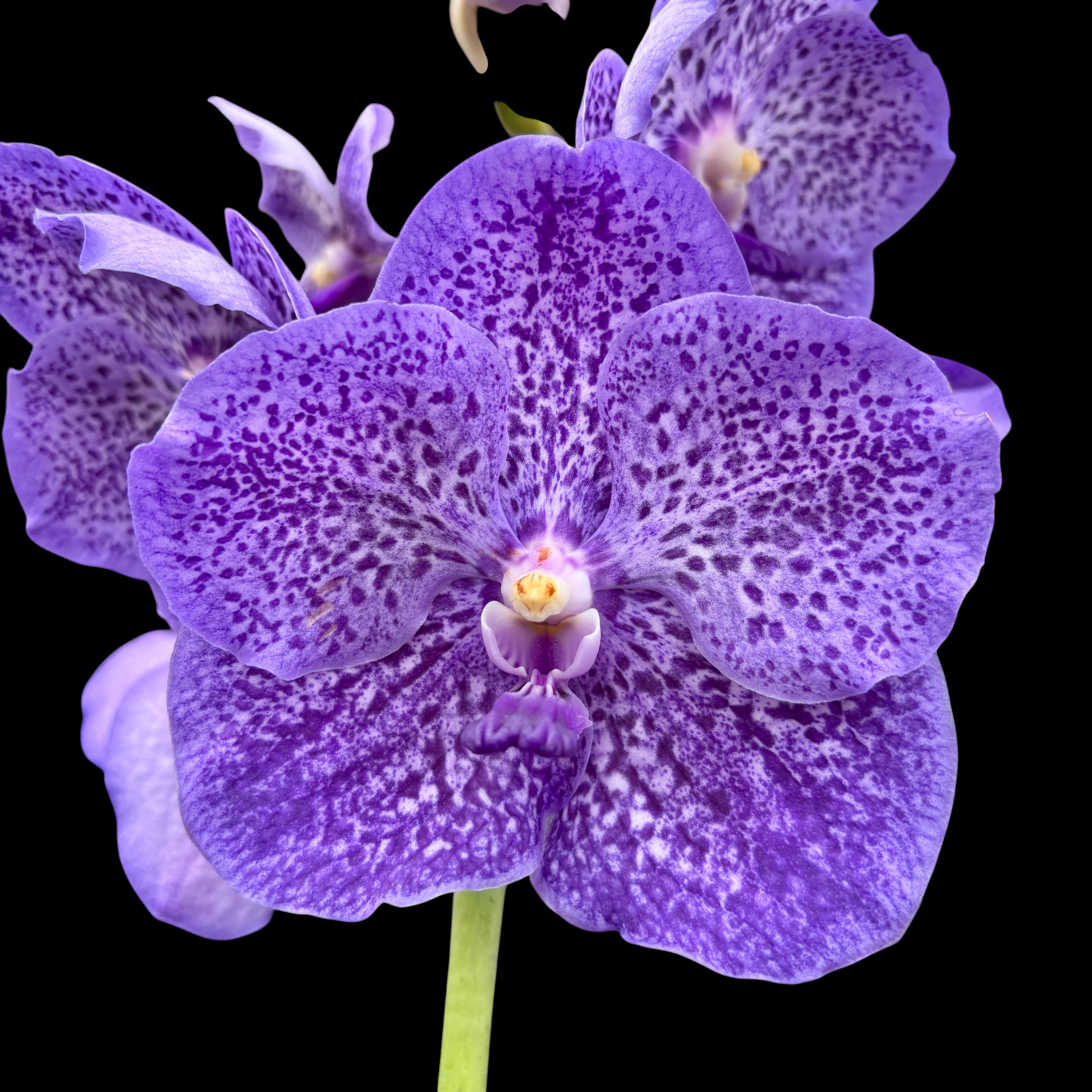 Vanda Sunanda Lavender Sprinkles (Ansu)
