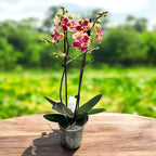 Phalaenopsis Sogo Yellowtris (pelorická) - voňavá