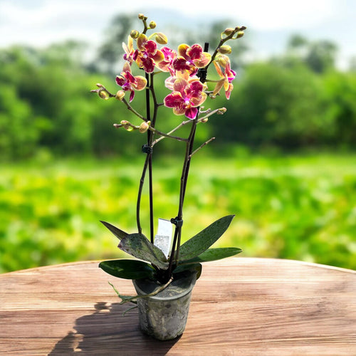Phalaenopsis Sogo Yellowtris (pelorikus) - illatos