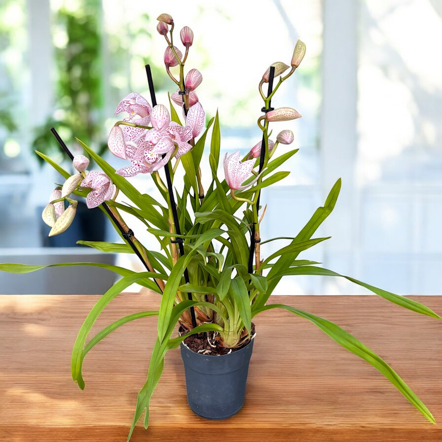 Cymbidium Enzan Knuckle 'Paulista' - spectaculos si parfumat