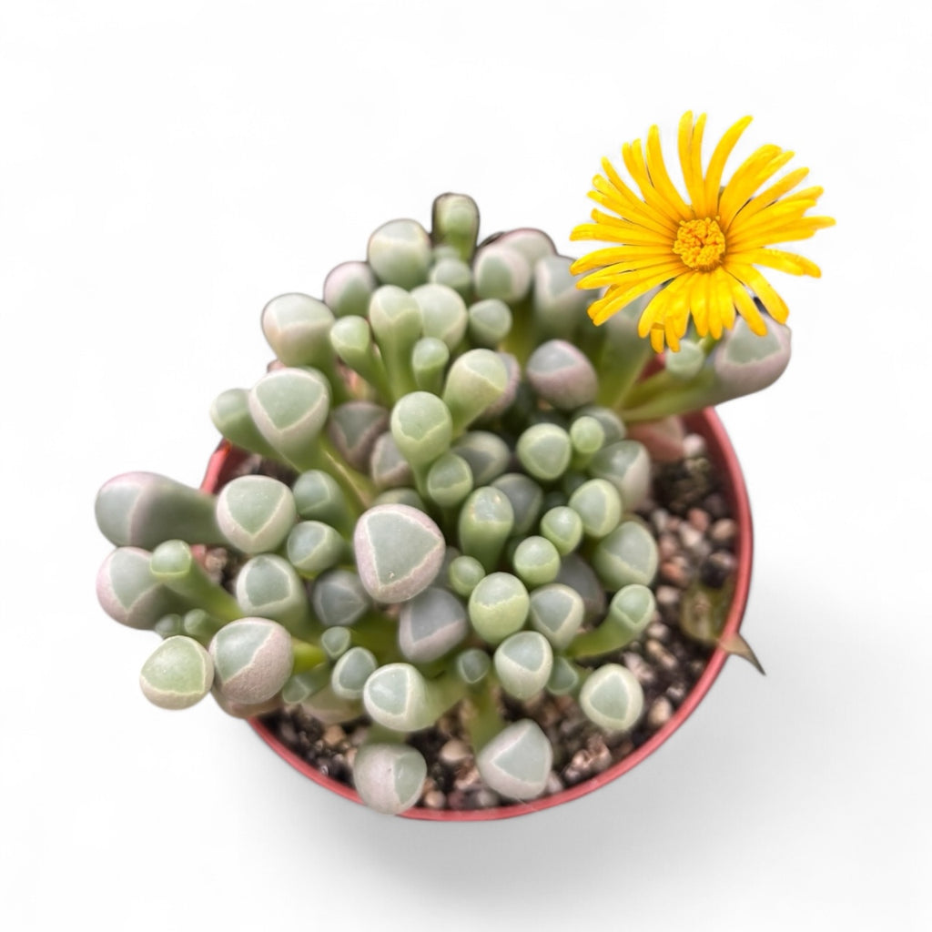 Fenestraria rhopalophylla – « Baby Toes », succulente miniature aux feuilles translucides