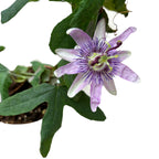 Passiflora 'Lavender Lady' (Passiflora 'Amethyst') - floarea pasiunii