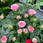 Trandafiri pitici de gradina (3 plante/ghiveci)