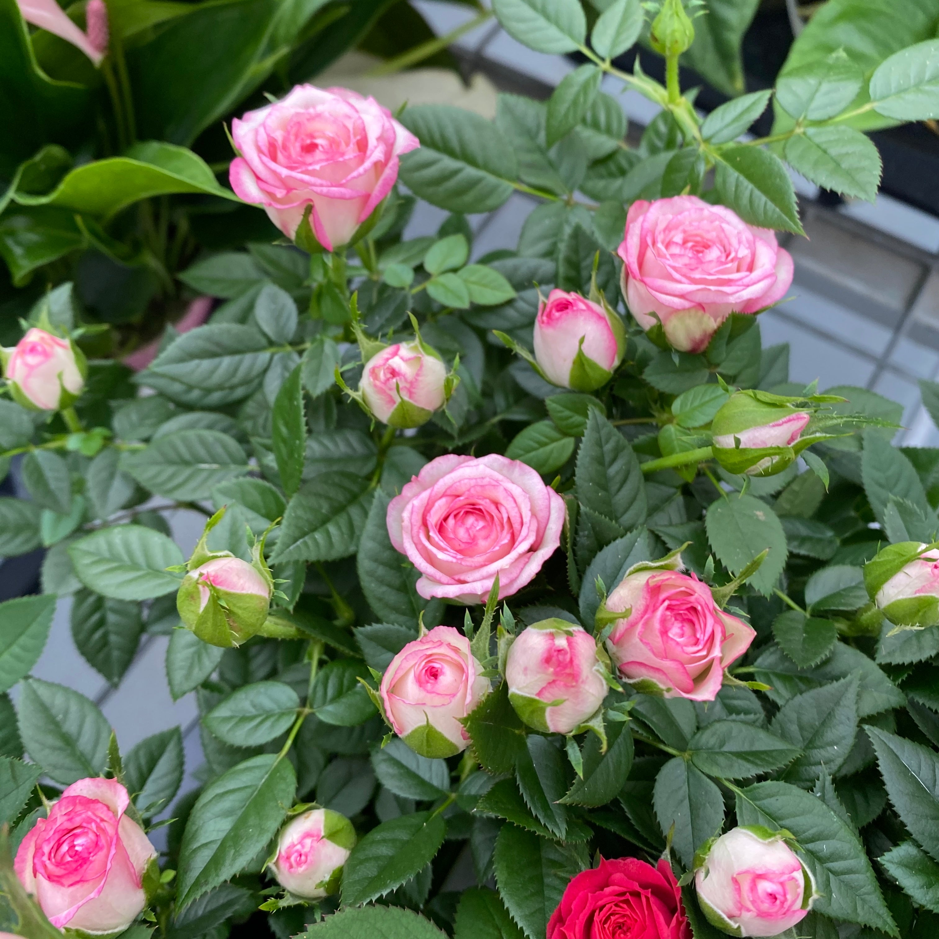 Trandafiri pitici de gradina (3 plante/ghiveci)