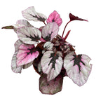 Begonia 'Indian Summer' D9