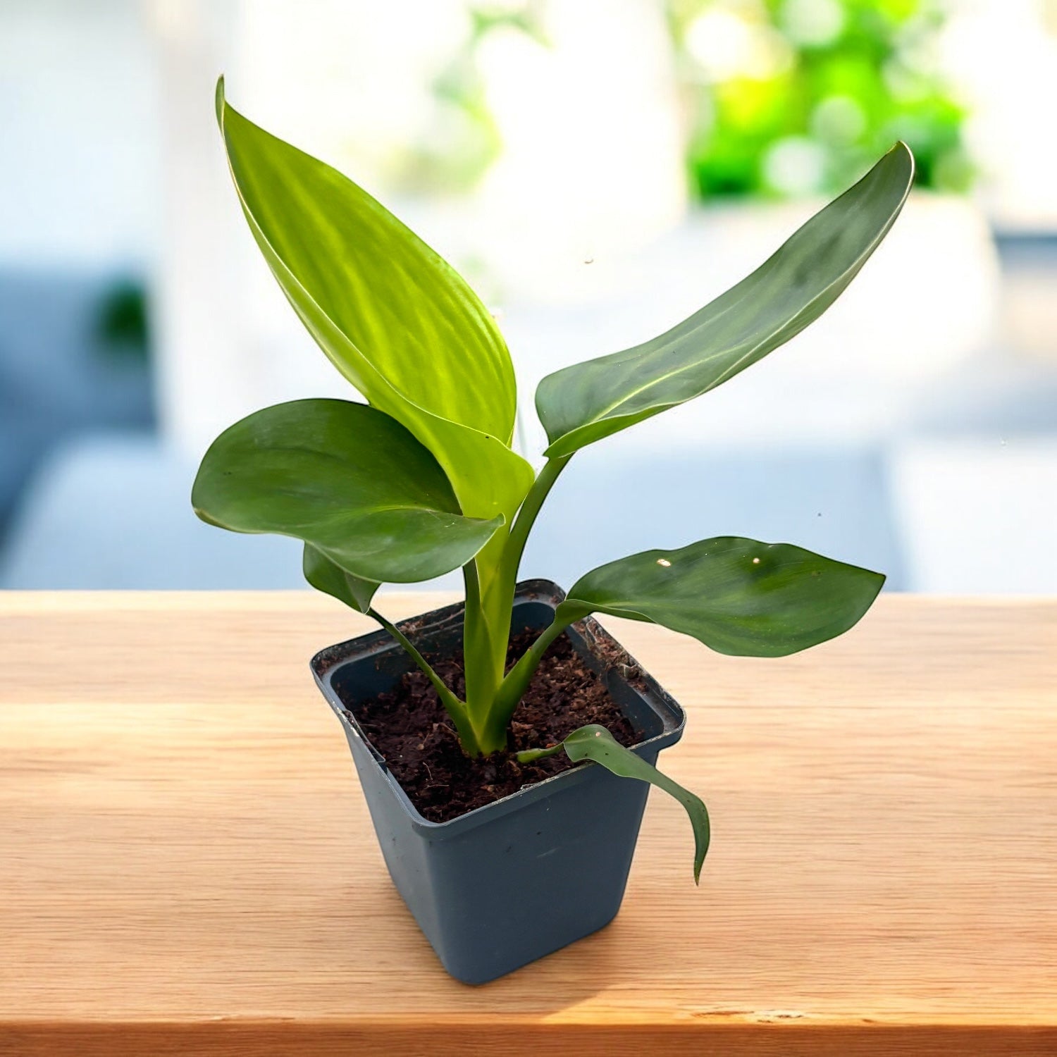 Strelitzia reginae – Bird of paradise with spectacular flowers